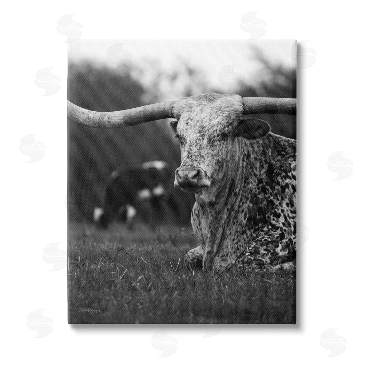 Dakota Diener Resting Longhorn Photography Stretched Canvas Wall Art Print