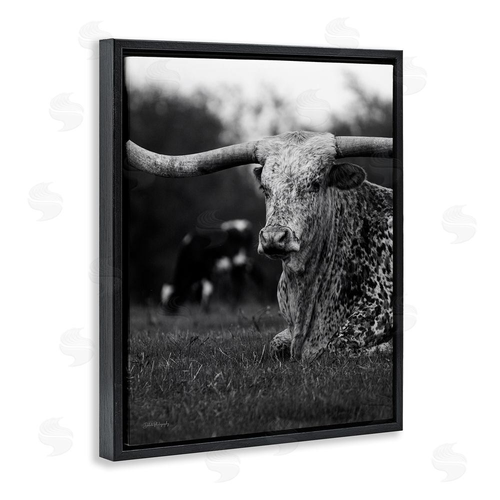 Dakota Diener Resting Longhorn Photography Black Floating Frame Canvas Wall Art Print