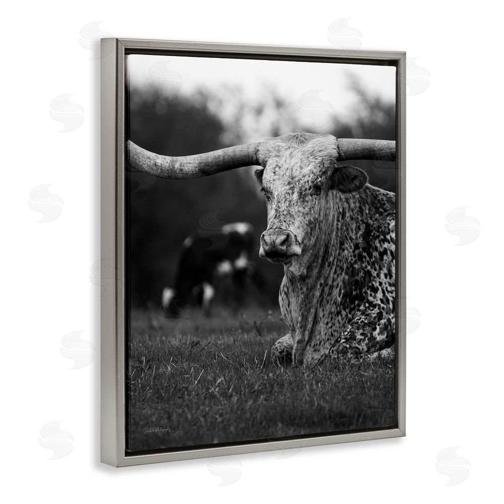 Dakota Diener Resting Longhorn Photography Grey Floating Frame Canvas Wall Art Print