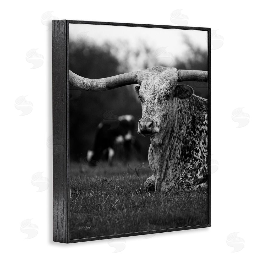 Dakota Diener Resting Longhorn Photography Black Framed Giclee Wall Art Print