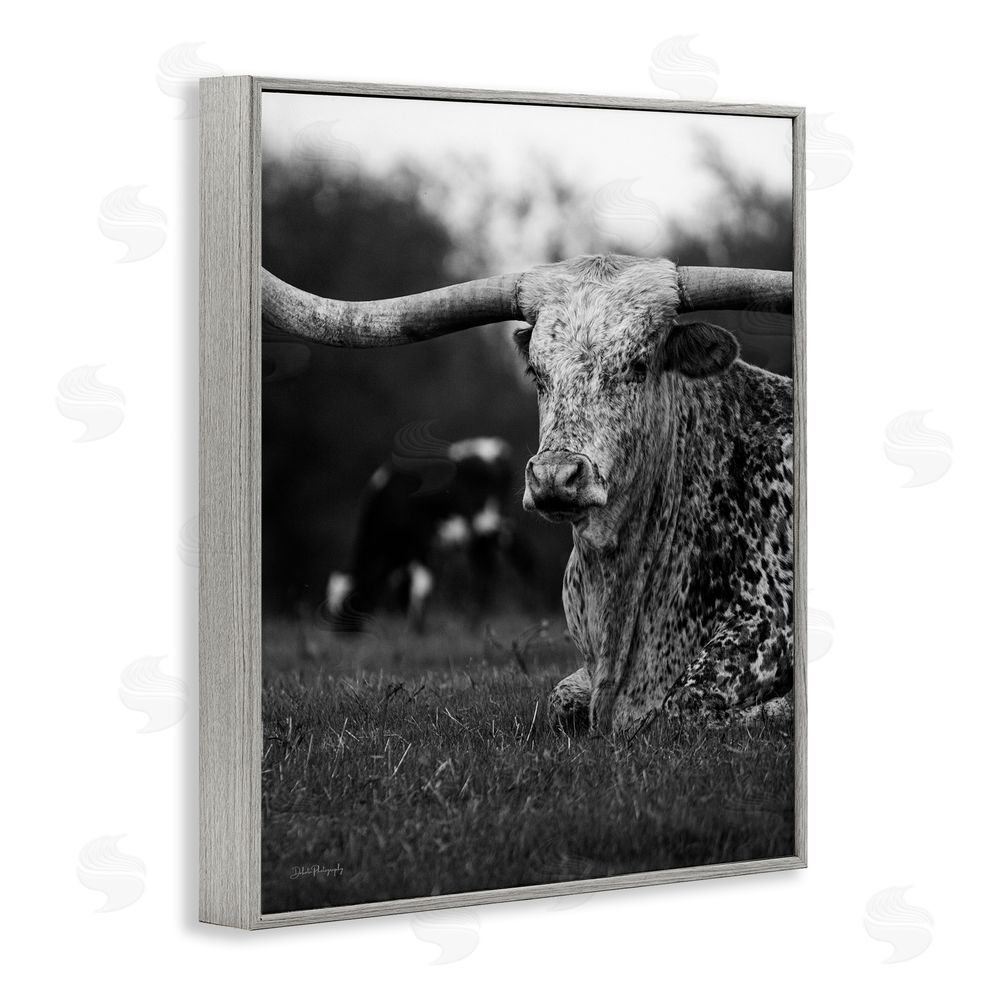 Dakota Diener Resting Longhorn Photography Gray Framed Giclee Wall Art Print