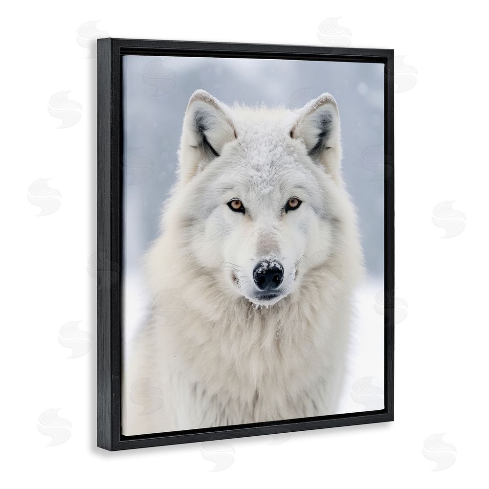 Ray Powers White Wolf in Snow Black Floating Frame Canvas Wall Art Print