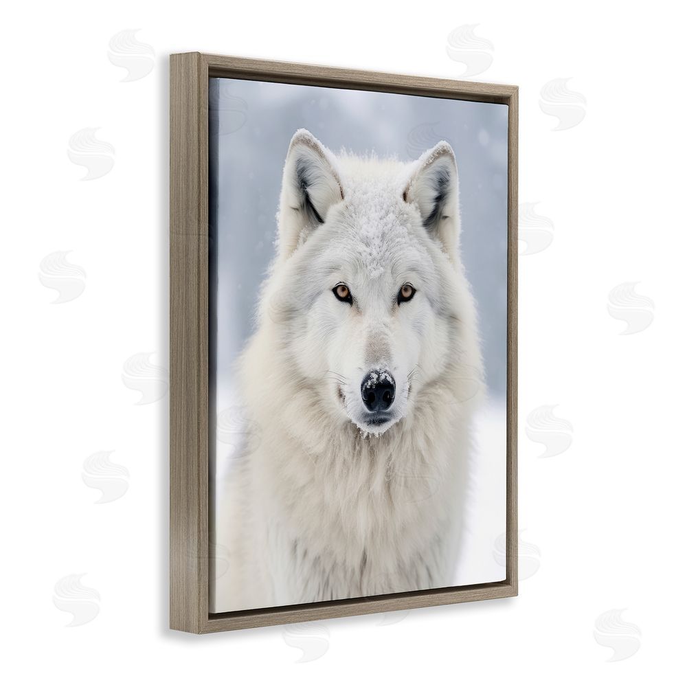 Ray Powers White Wolf in Snow Brown Floating Frame Canvas Wall Art Print