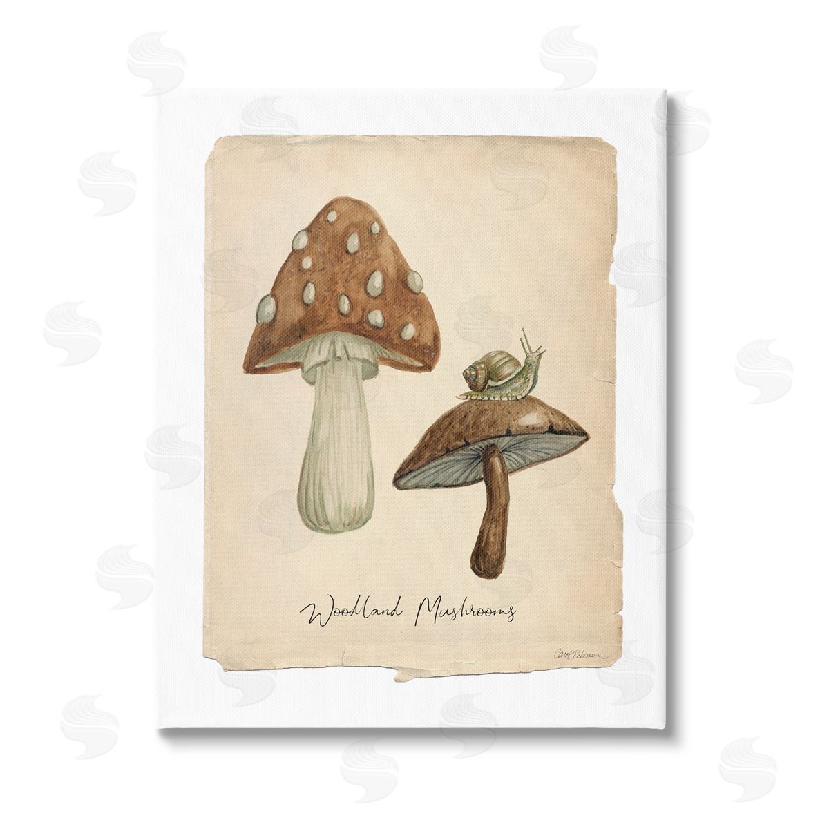 Carol Robinson Woodland Mushrooms & Snail Stretched Canvas Wall Art Print