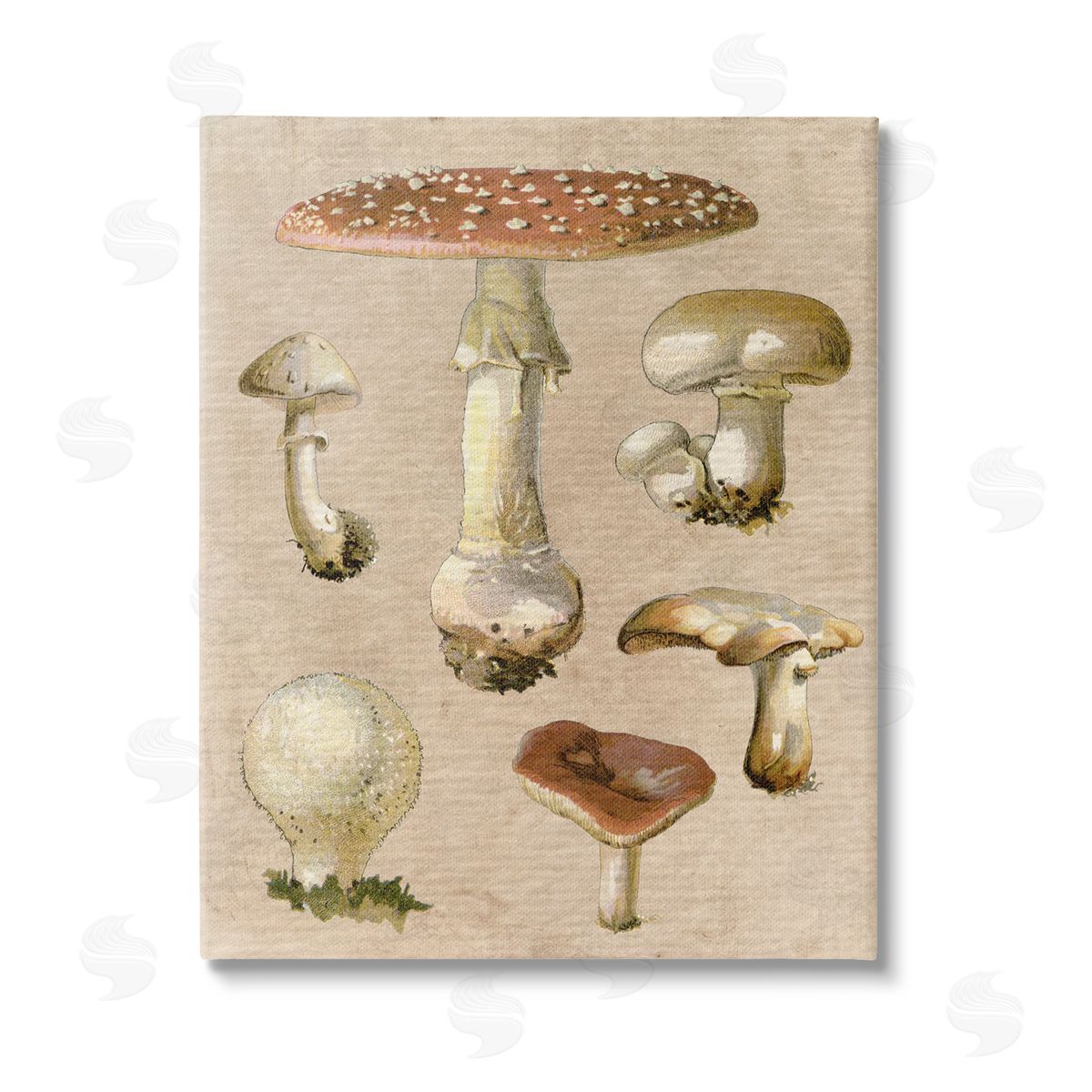 Stupell Studio Vintage Neutral Mushrooms Stretched Canvas Wall Art Print