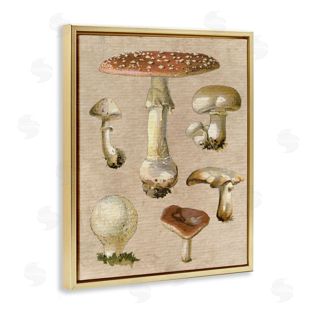 Stupell Studio Vintage Neutral Mushrooms Gold Floating Frame Canvas Wall Art Print