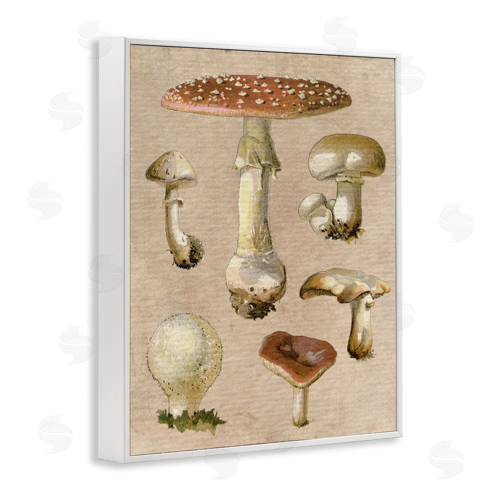 Stupell Studio Vintage Neutral Mushrooms White Framed Giclee Wall Art Print