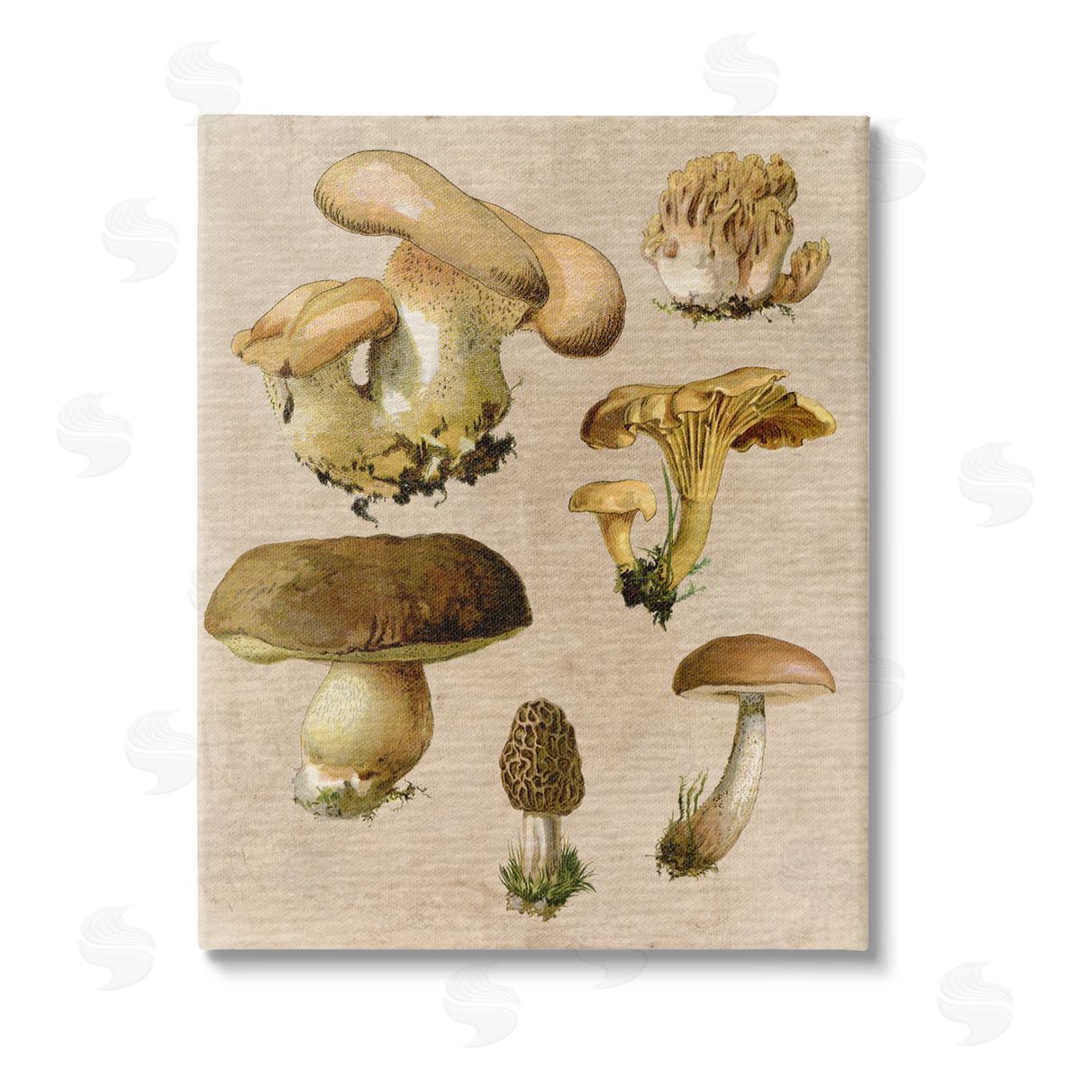 Stupell Studio Vintage Mushroom Drawings Stretched Canvas Wall Art Print