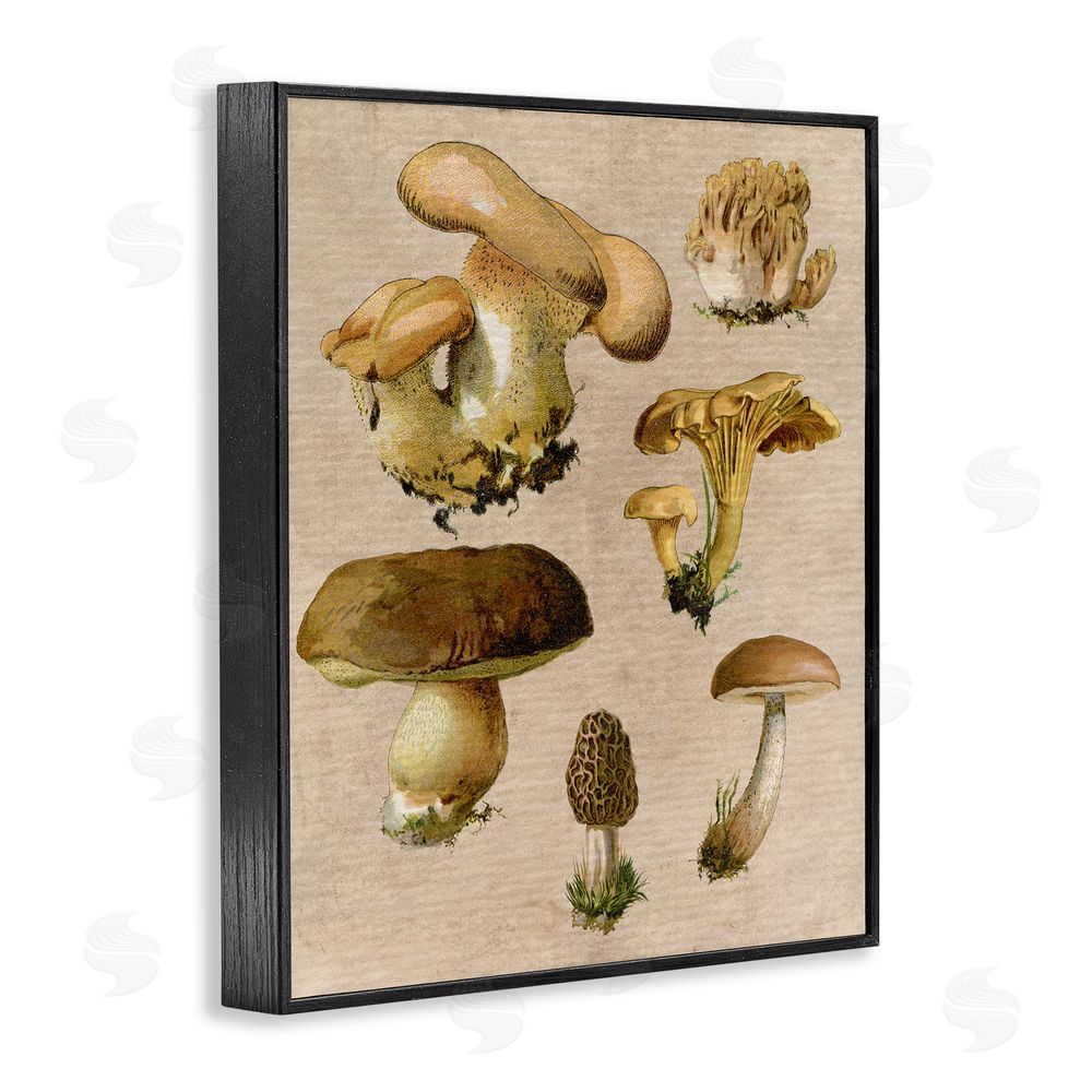 Stupell Studio Vintage Mushroom Drawings Black Framed Giclee Wall Art Print