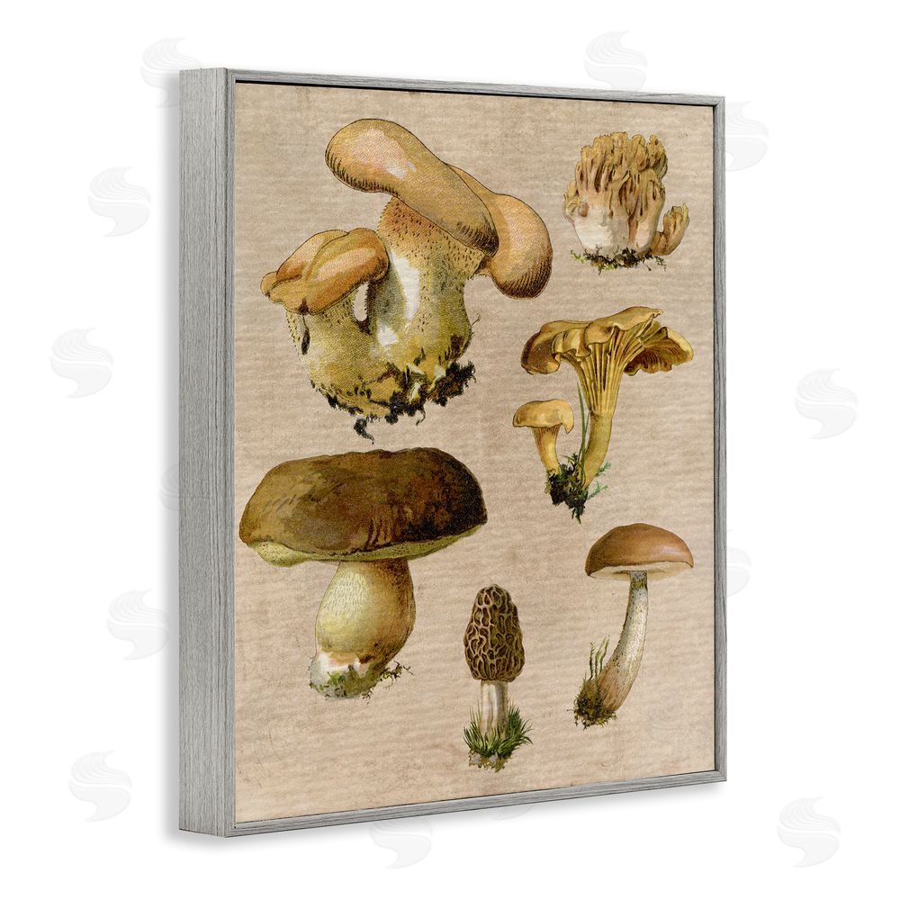 Stupell Studio Vintage Mushroom Drawings Gray Framed Giclee Wall Art Print