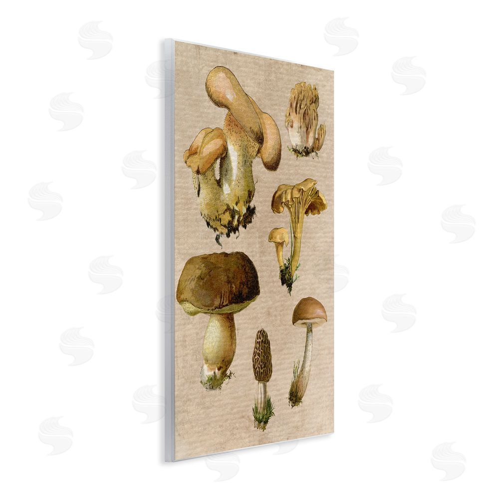 Stupell Studio Vintage Mushroom Drawings Wall Plaque Art Print