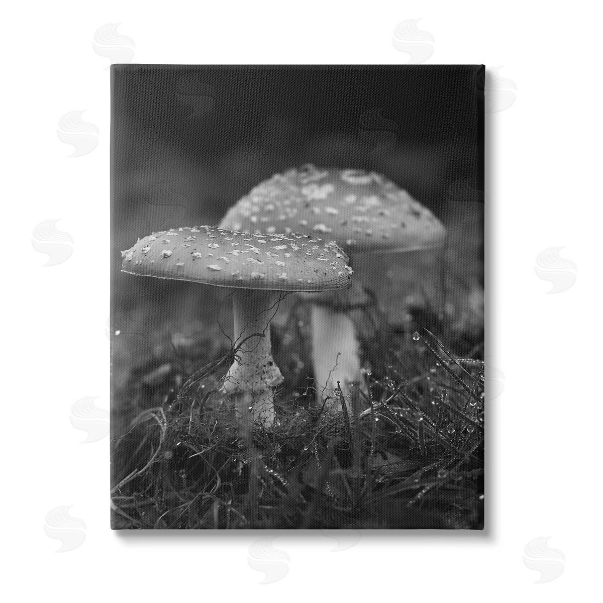 Stupell Studio Grey Mushroom Photography Stretched Canvas Wall Art Print