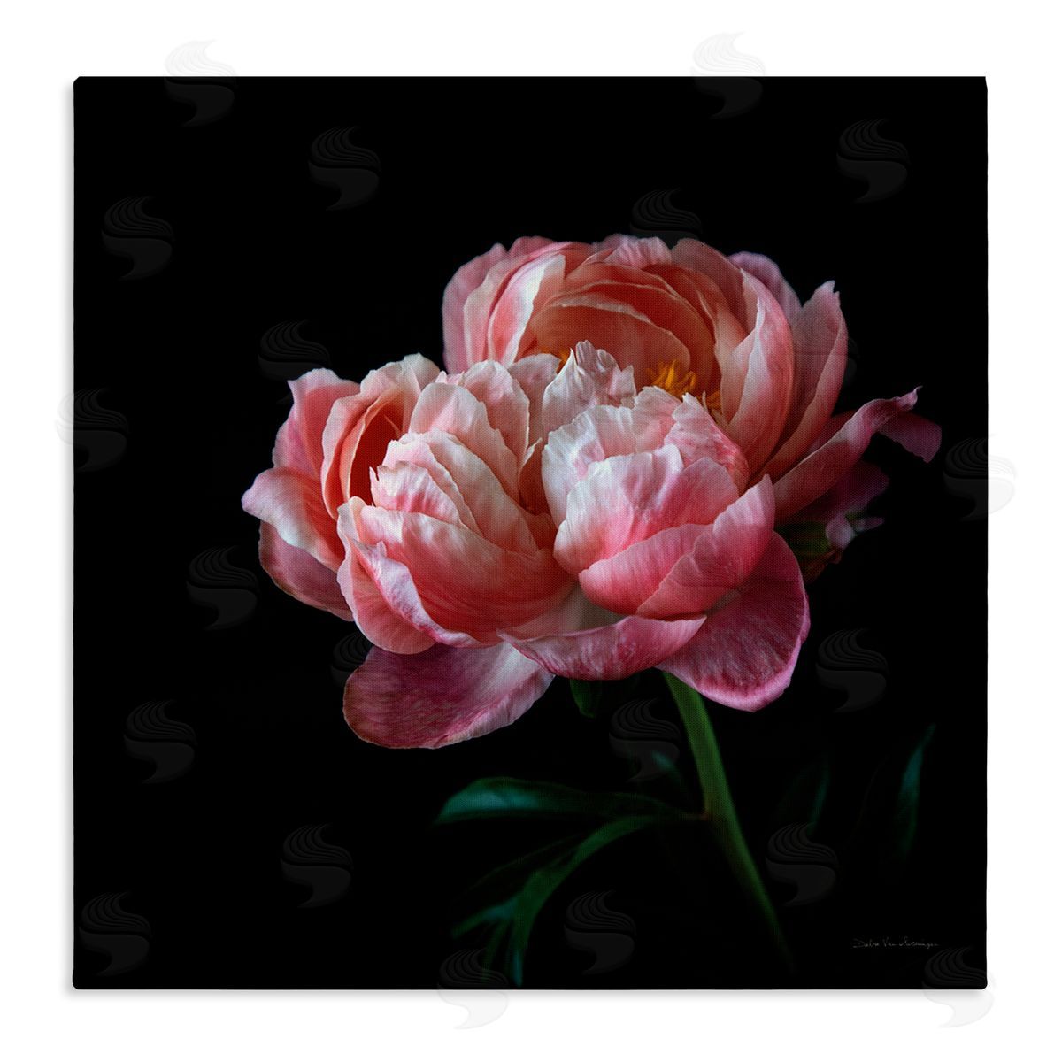 Dark Rose Photography Canvas Wall Art, Home Decor by Debra Van Swearingen