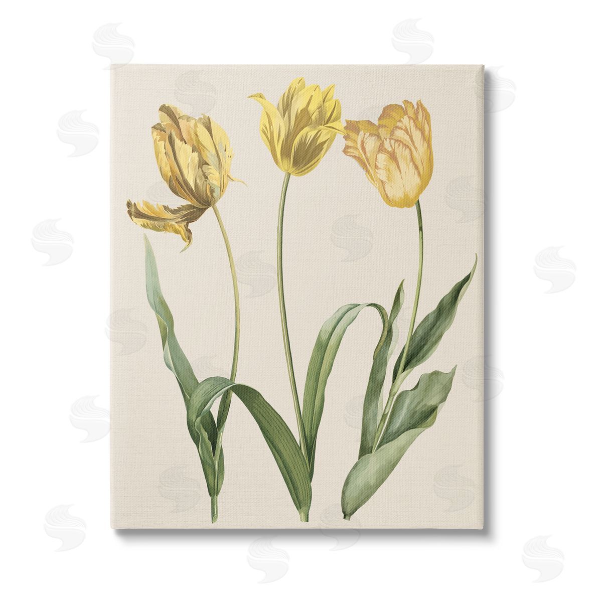 Stupell Studio Three Tulip Sprigs Stretched Canvas Wall Art Print