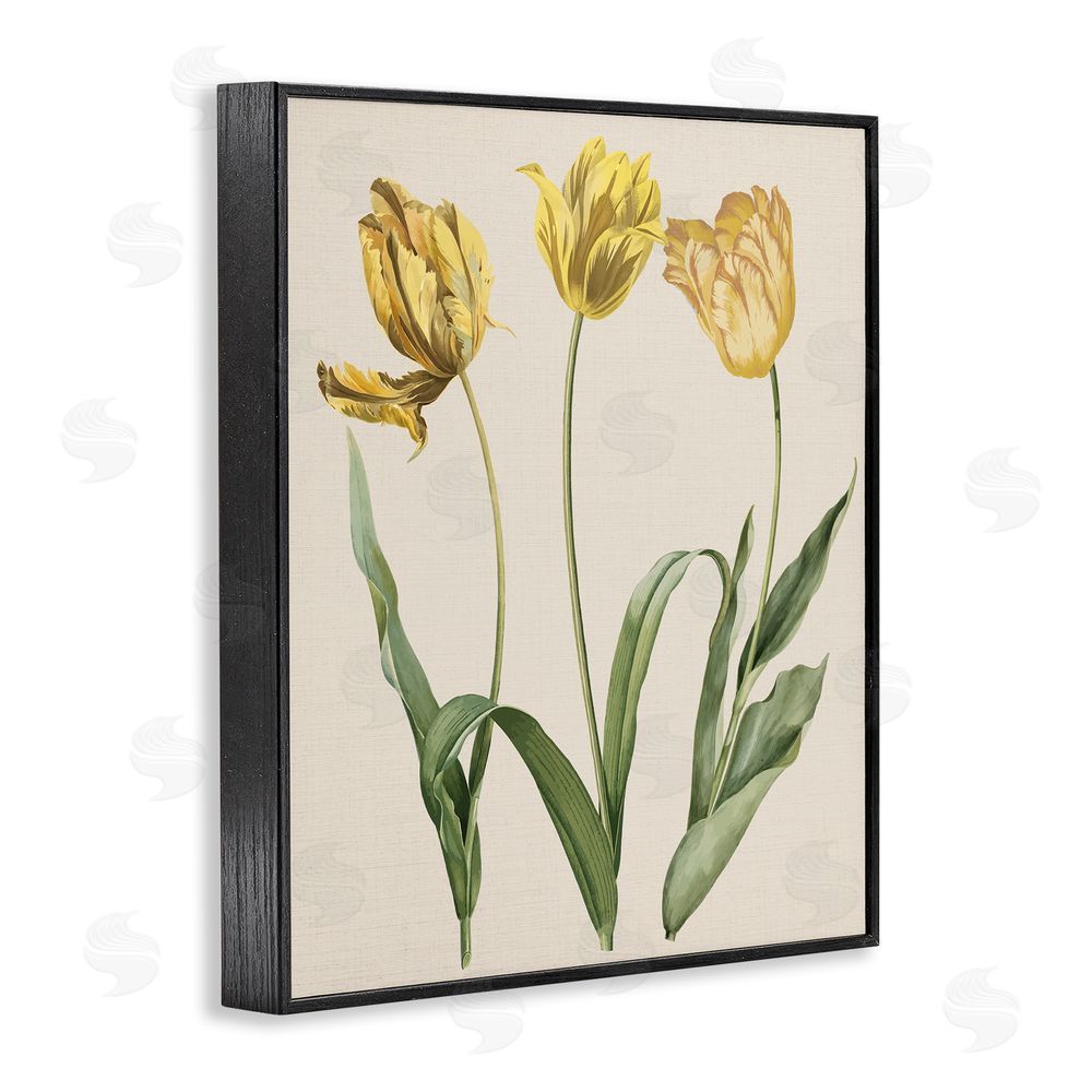 Stupell Studio Three Tulip Sprigs Black Framed Giclee Wall Art Print