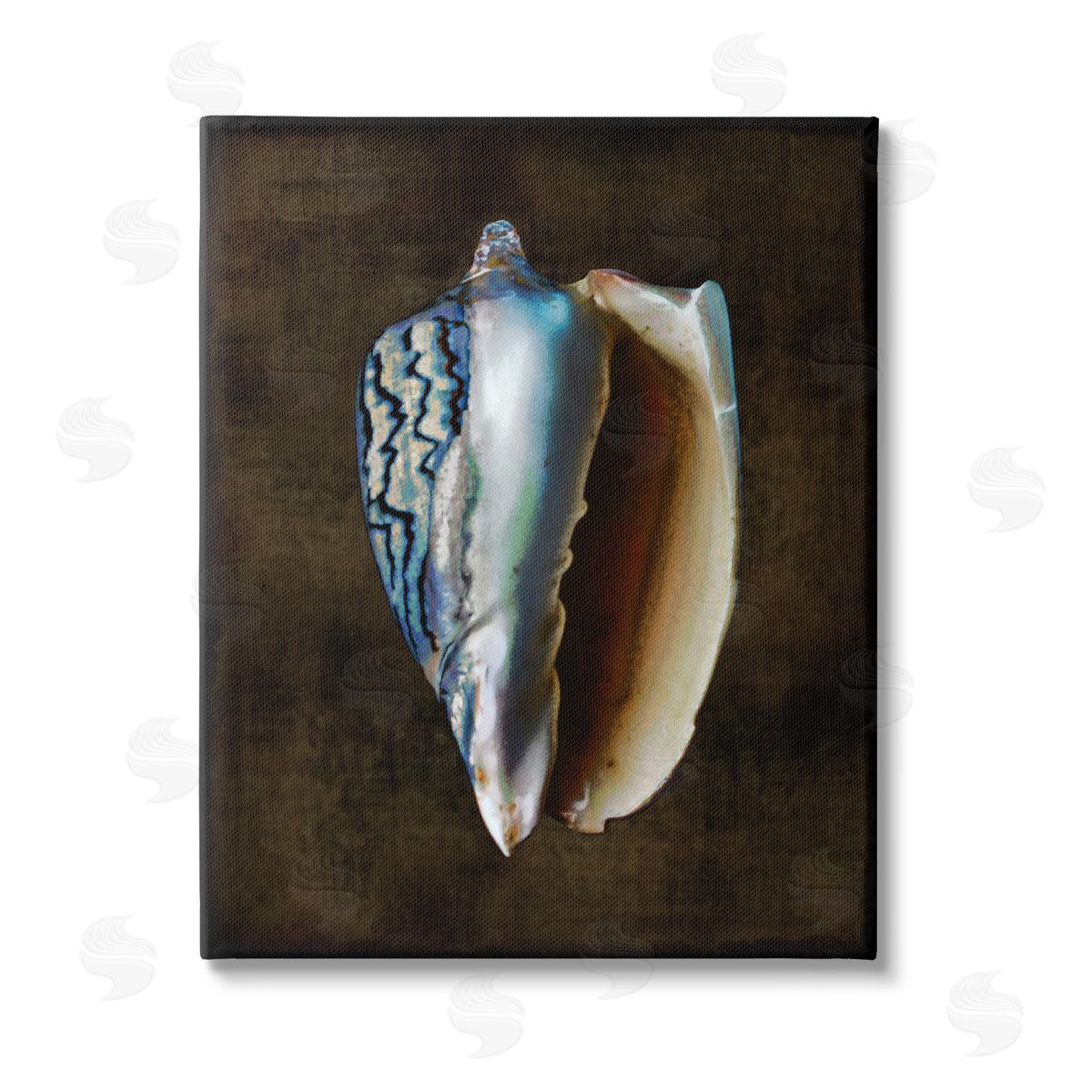 Caroline Kelly Dark Conch Shell Stretched Canvas Wall Art Print