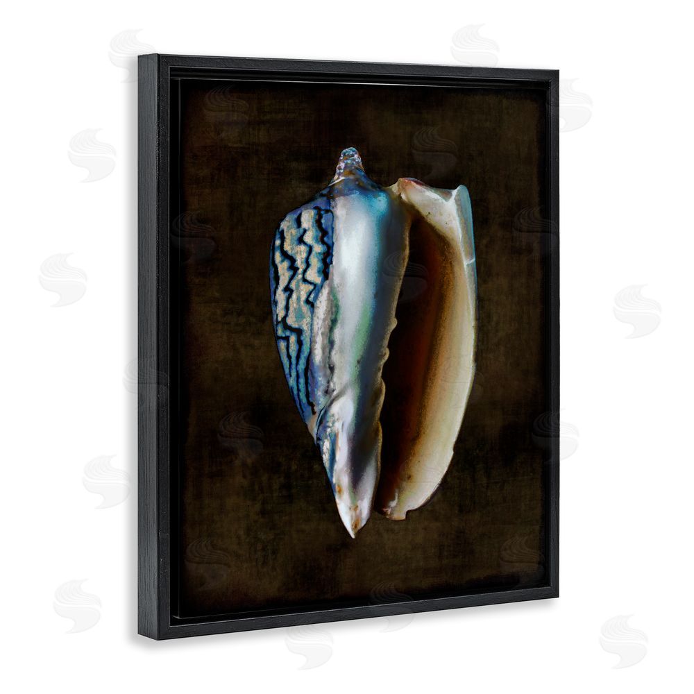 Caroline Kelly Dark Conch Shell Black Floating Frame Canvas Wall Art Print