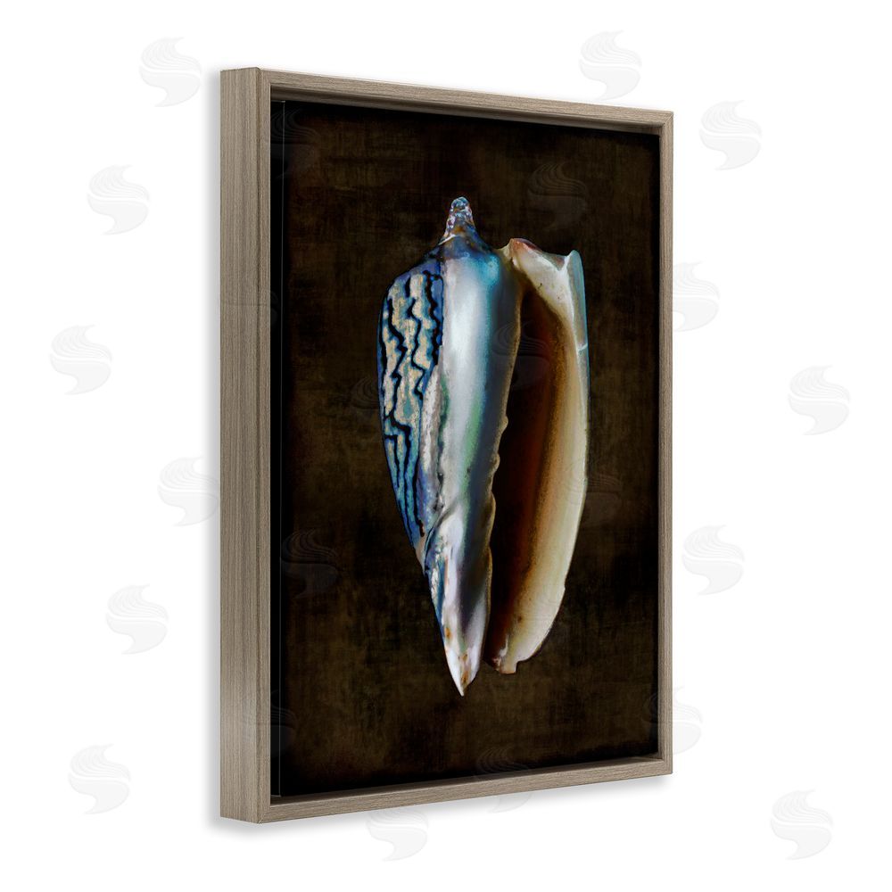 Caroline Kelly Dark Conch Shell Brown Floating Frame Canvas Wall Art Print