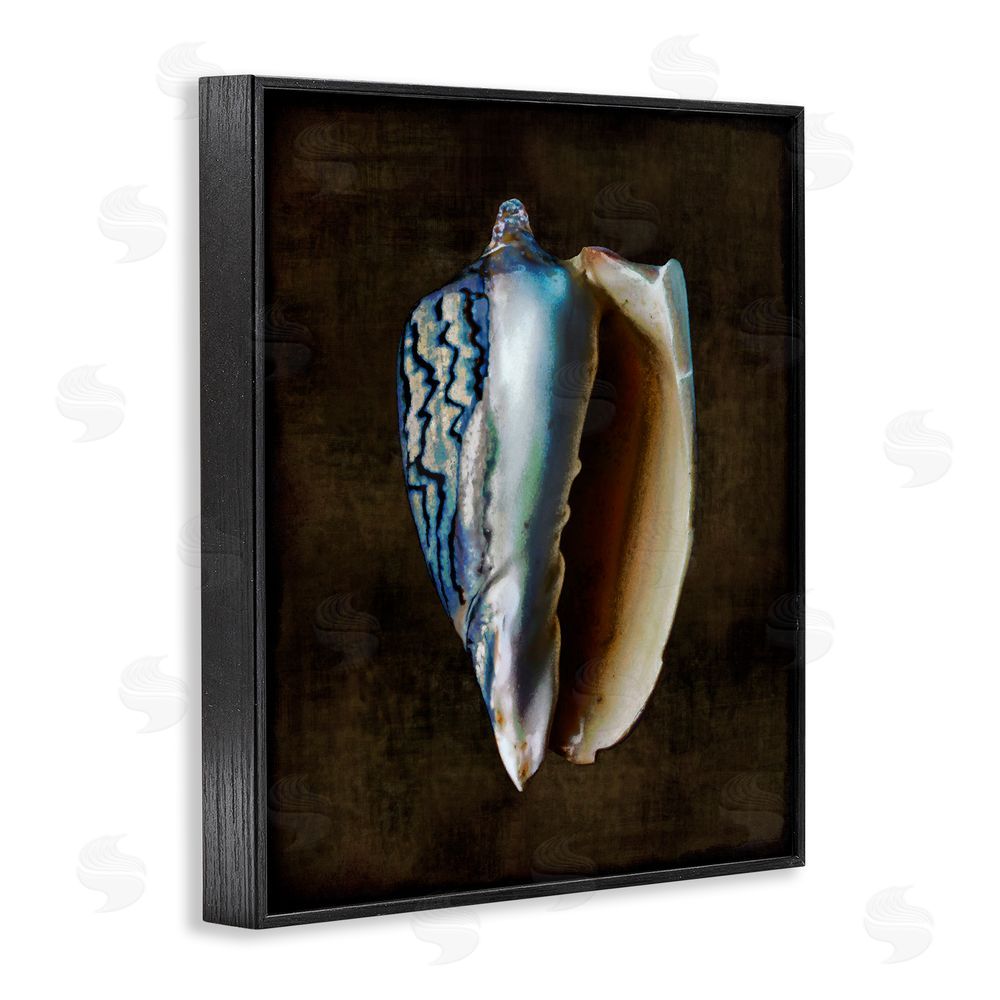 Caroline Kelly Dark Conch Shell Black Framed Giclee Wall Art Print