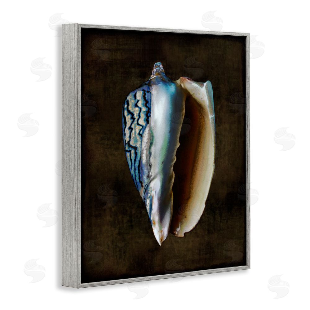 Caroline Kelly Dark Conch Shell Gray Framed Giclee Wall Art Print