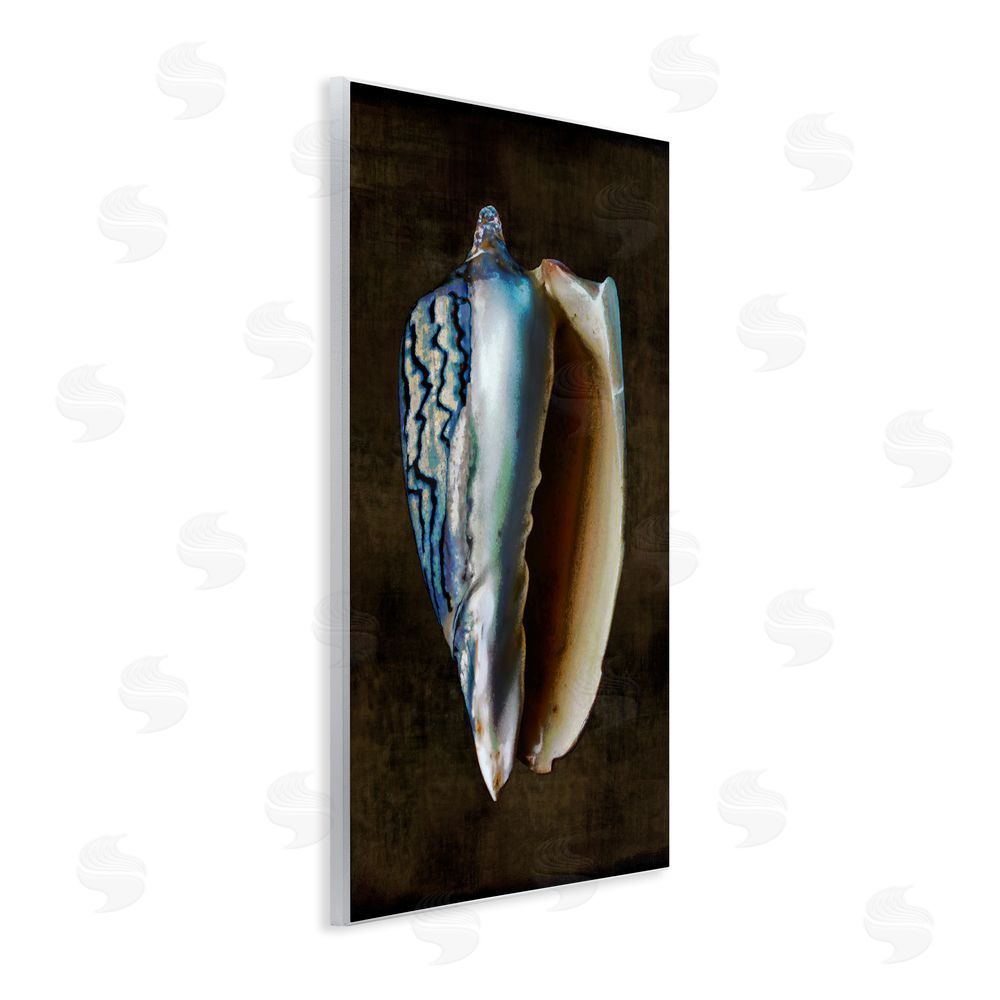 Caroline Kelly Dark Conch Shell Wall Plaque Art Print