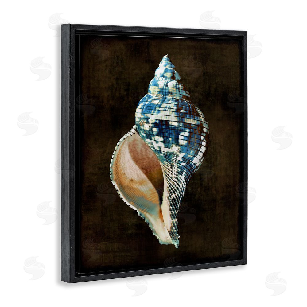 Caroline Kelly Dark Patterned Conch Shell Black Floating Frame Canvas Wall Art Print