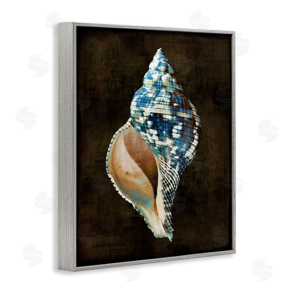 Caroline Kelly Dark Patterned Conch Shell Gray Framed Giclee Wall Art Print