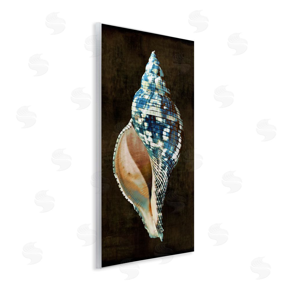 Caroline Kelly Dark Patterned Conch Shell Wall Plaque Art Print