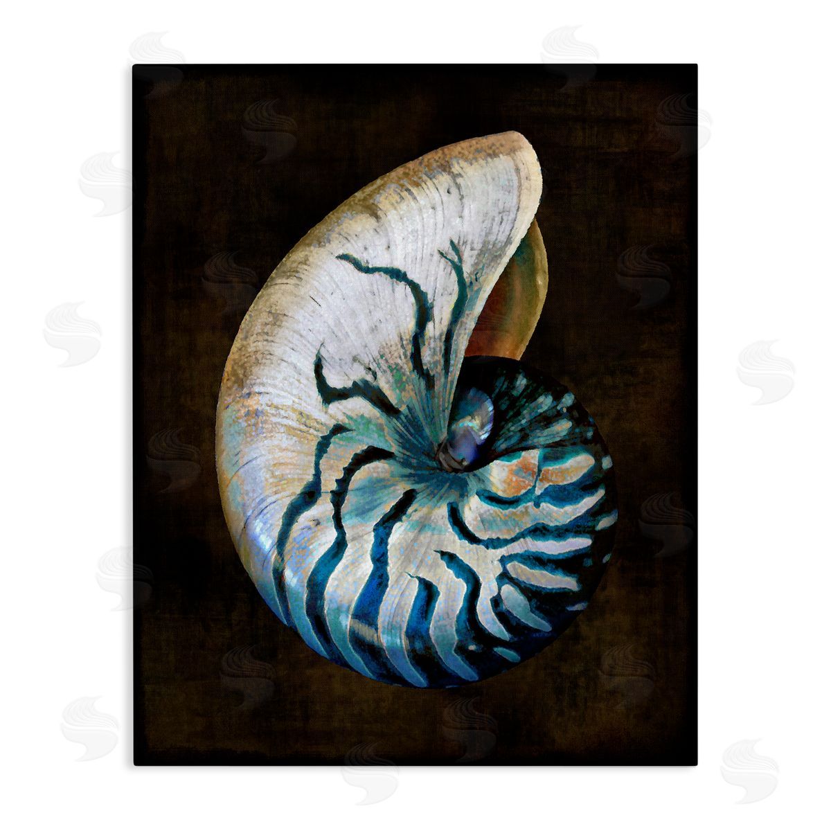 Caroline Kelly Dark Nautilus Shell Stretched Canvas Wall Art Print