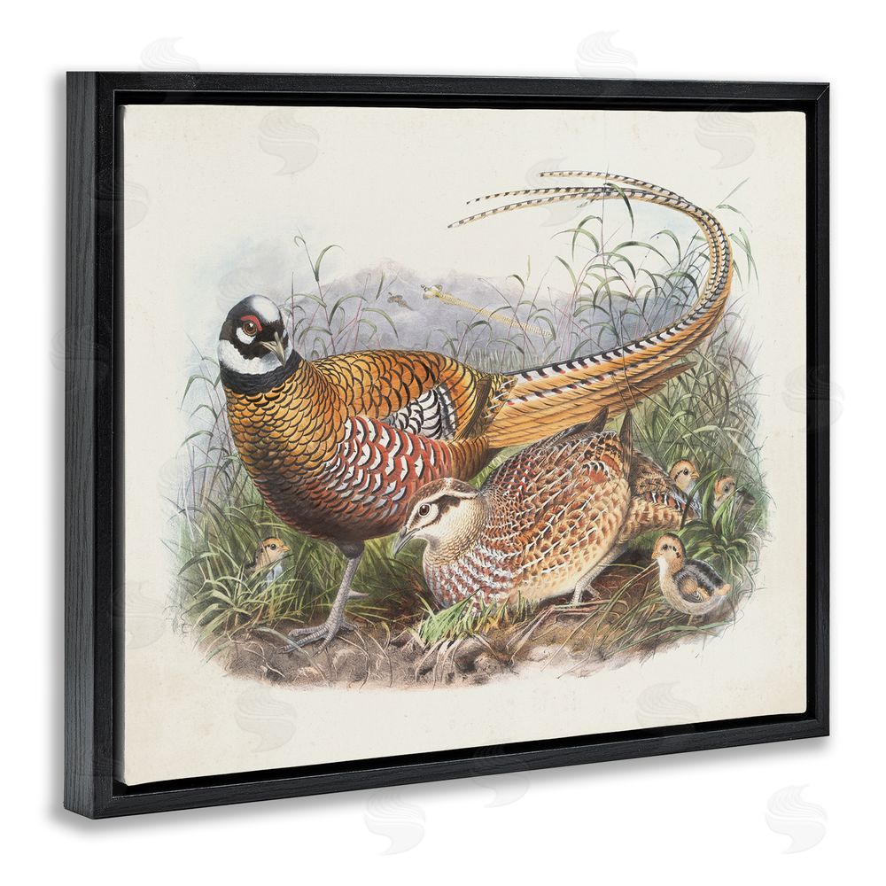Wild Apple Portfolio Pheasant Family in Nature Black Floating Frame Canvas Wall Art Print