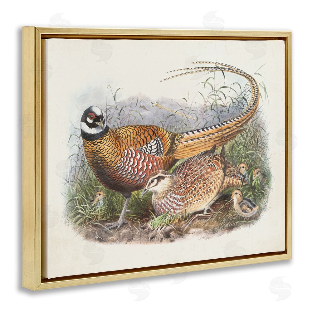 Wild Apple Portfolio Pheasant Family in Nature Gold Floating Frame Canvas Wall Art Print