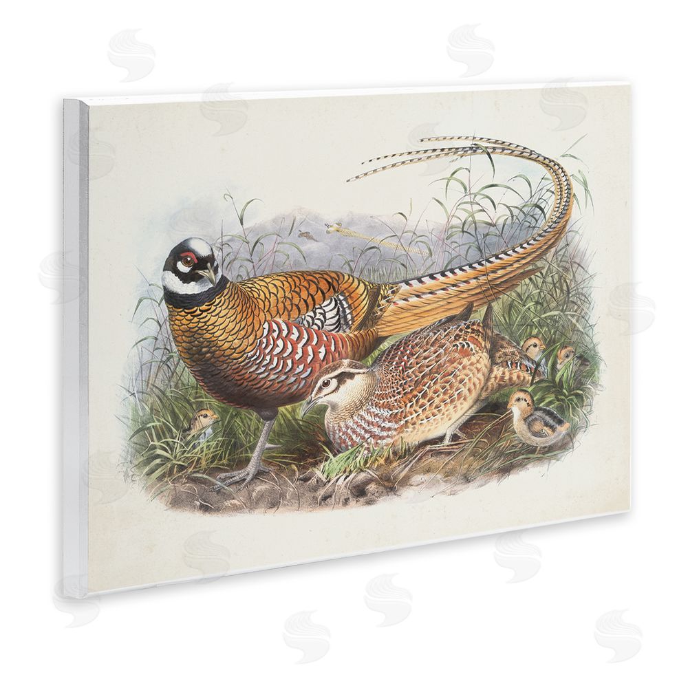 Wild Apple Portfolio Pheasant Family in Nature Wall Plaque Art Print