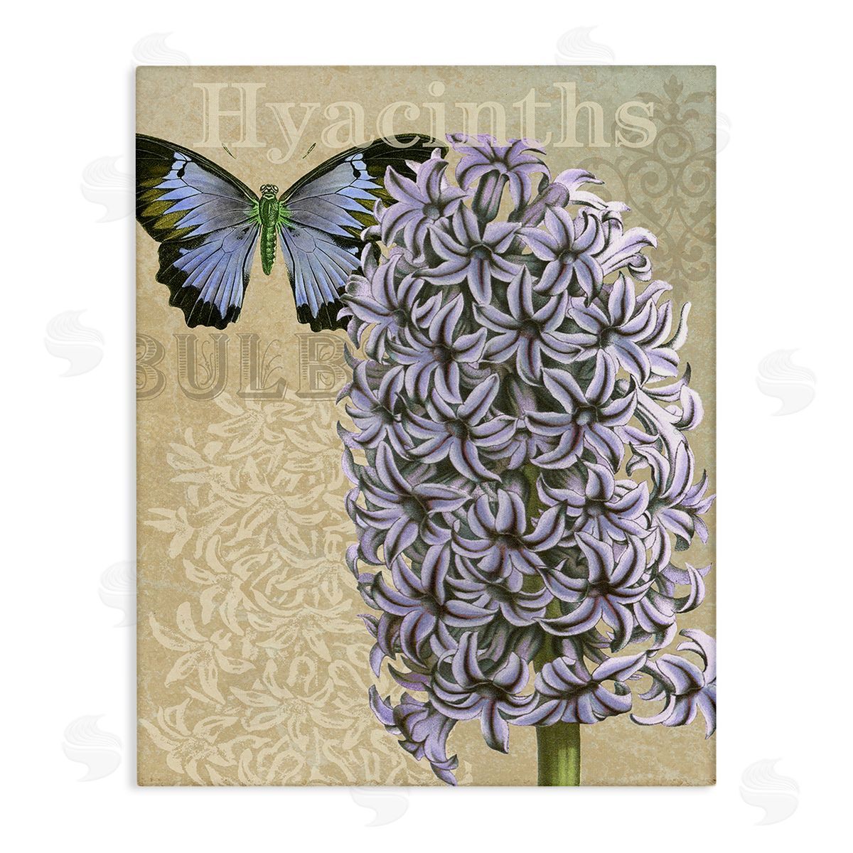 Gail fr_sideaser Hyacinth Pattern & Butterfly
