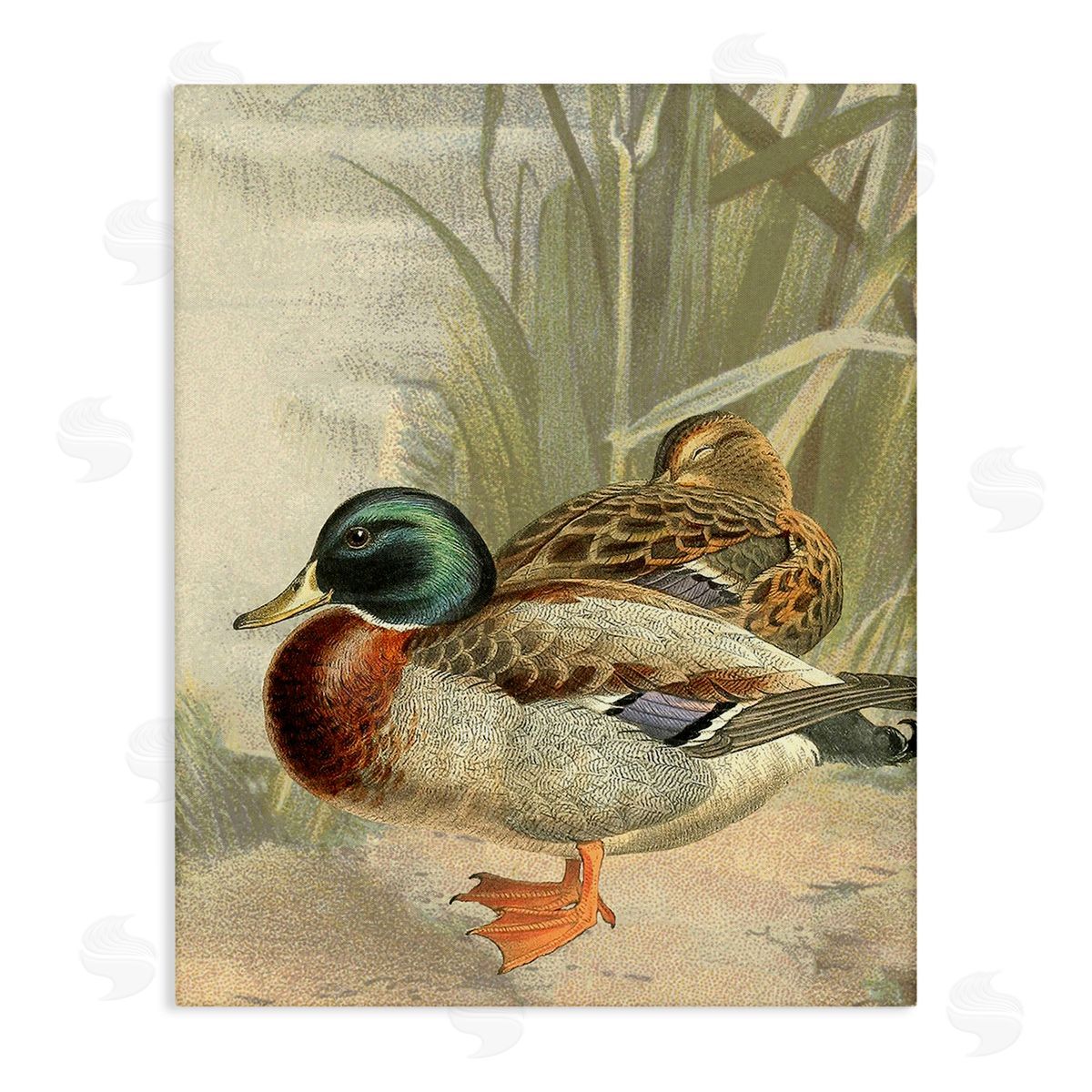 Gail fr_sideaser Pond Ducks Relaxing