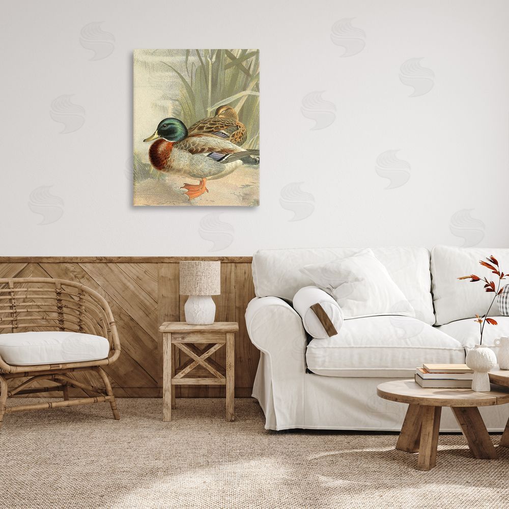 Gail fr_sideaser Pond Ducks Relaxing