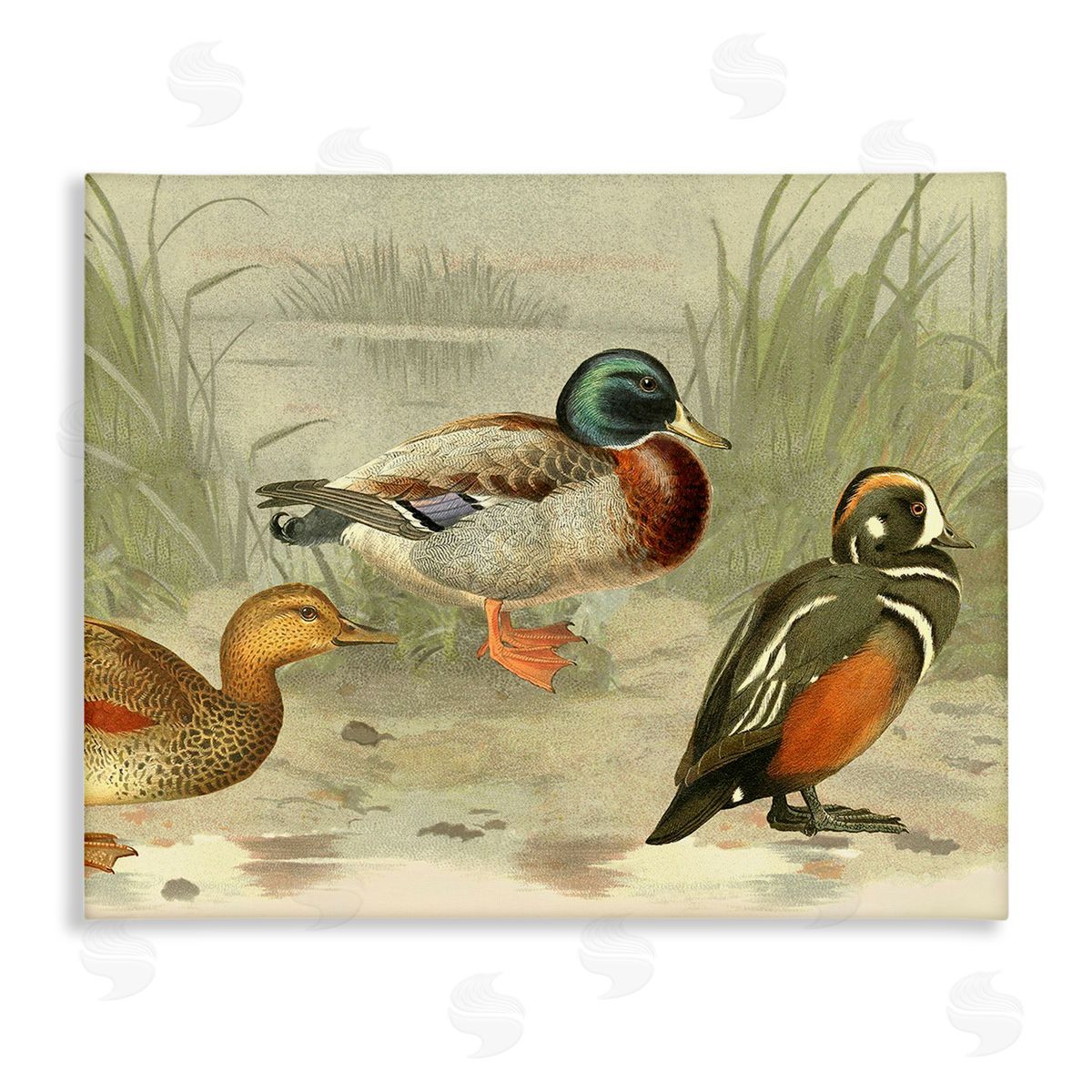Gail fr_sideaser Various Ducks by Pond