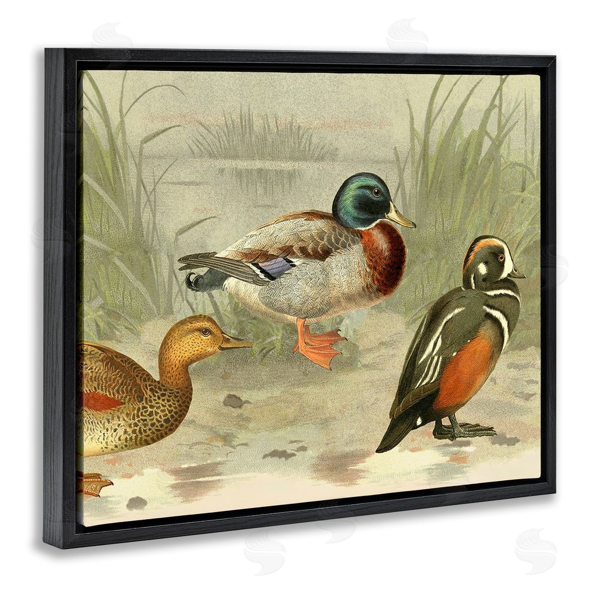 Gail fr_sideaser Various Ducks by Pond