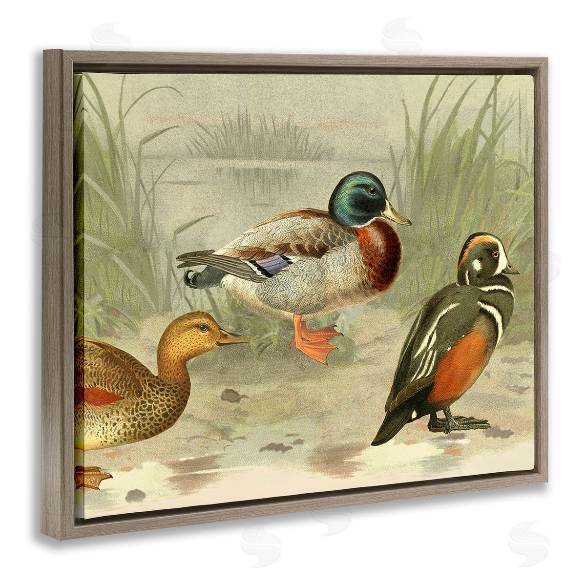 Gail fr_sideaser Various Ducks by Pond