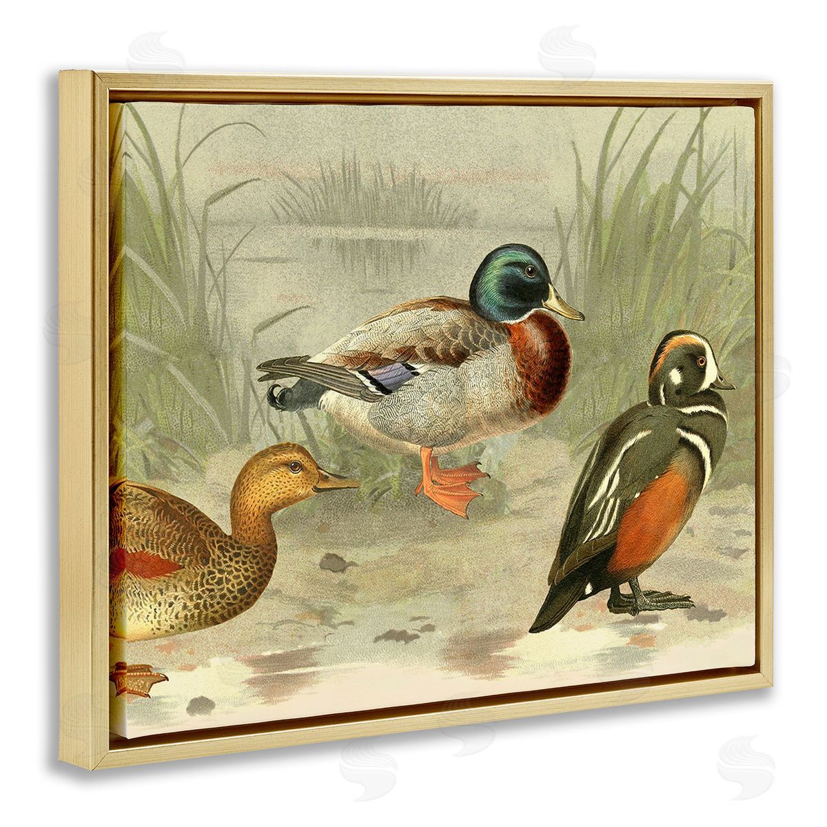 Gail fr_sideaser Various Ducks by Pond