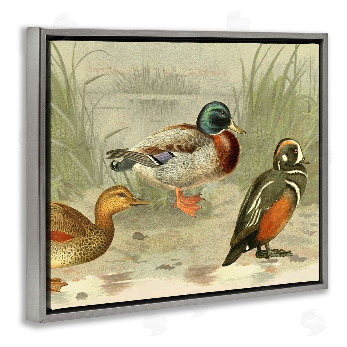 Gail fr_sideaser Various Ducks by Pond
