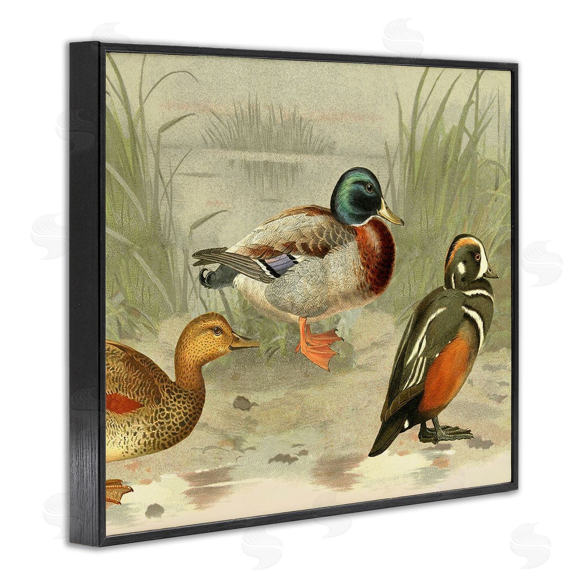 Gail fr_sideaser Various Ducks by Pond