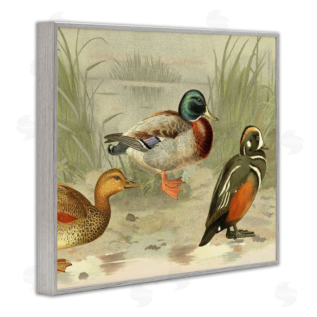 Gail fr_sideaser Various Ducks by Pond