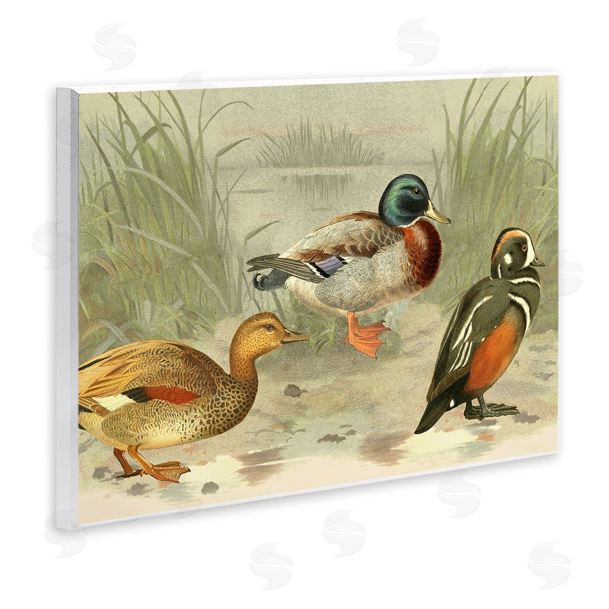 Gail fr_sideaser Various Ducks by Pond