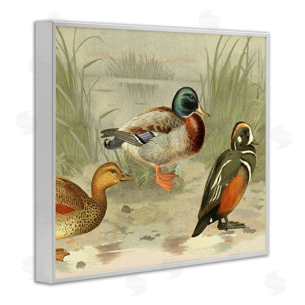Gail fr_sideaser Various Ducks by Pond