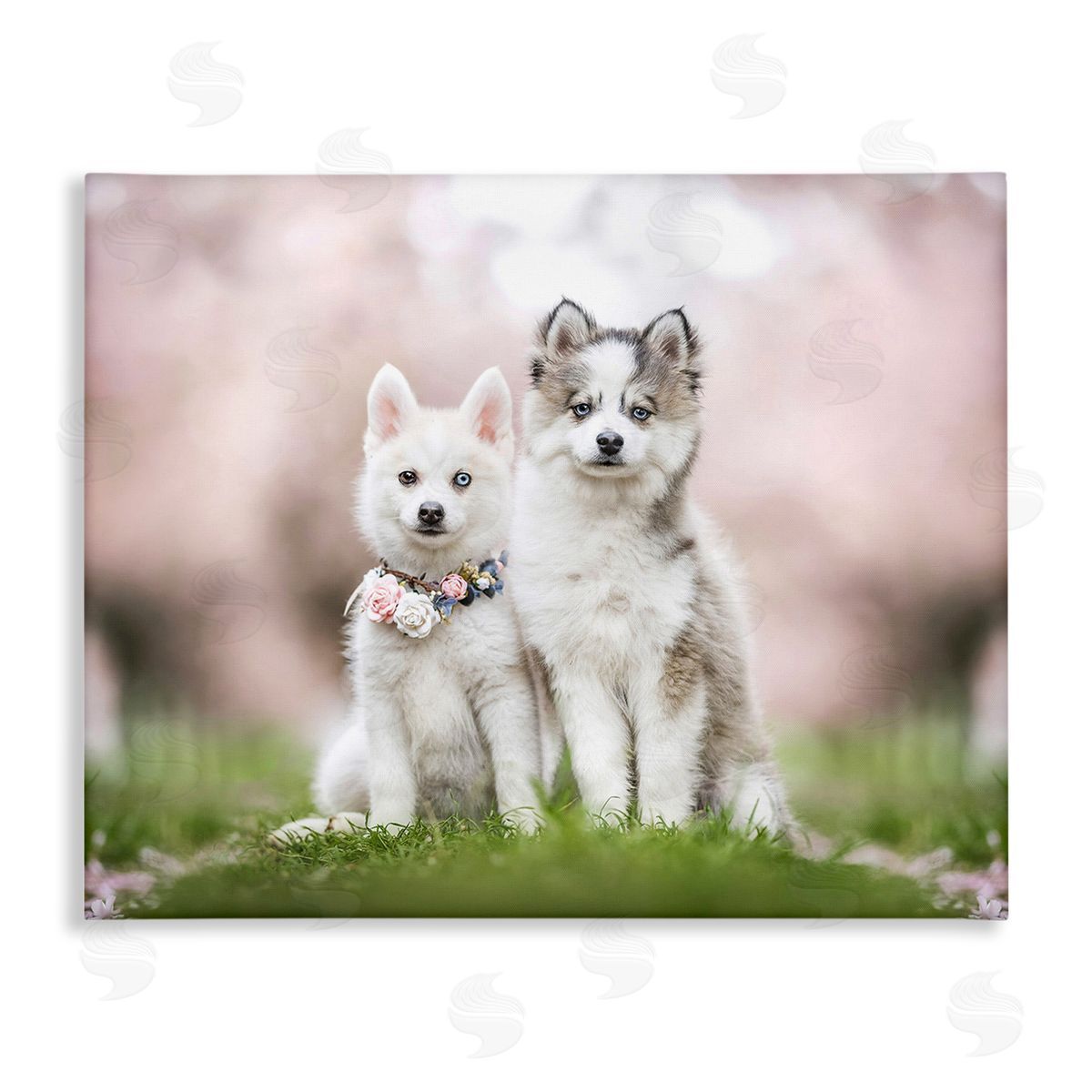 Natalie Grosse Husky Puppies in Meadow