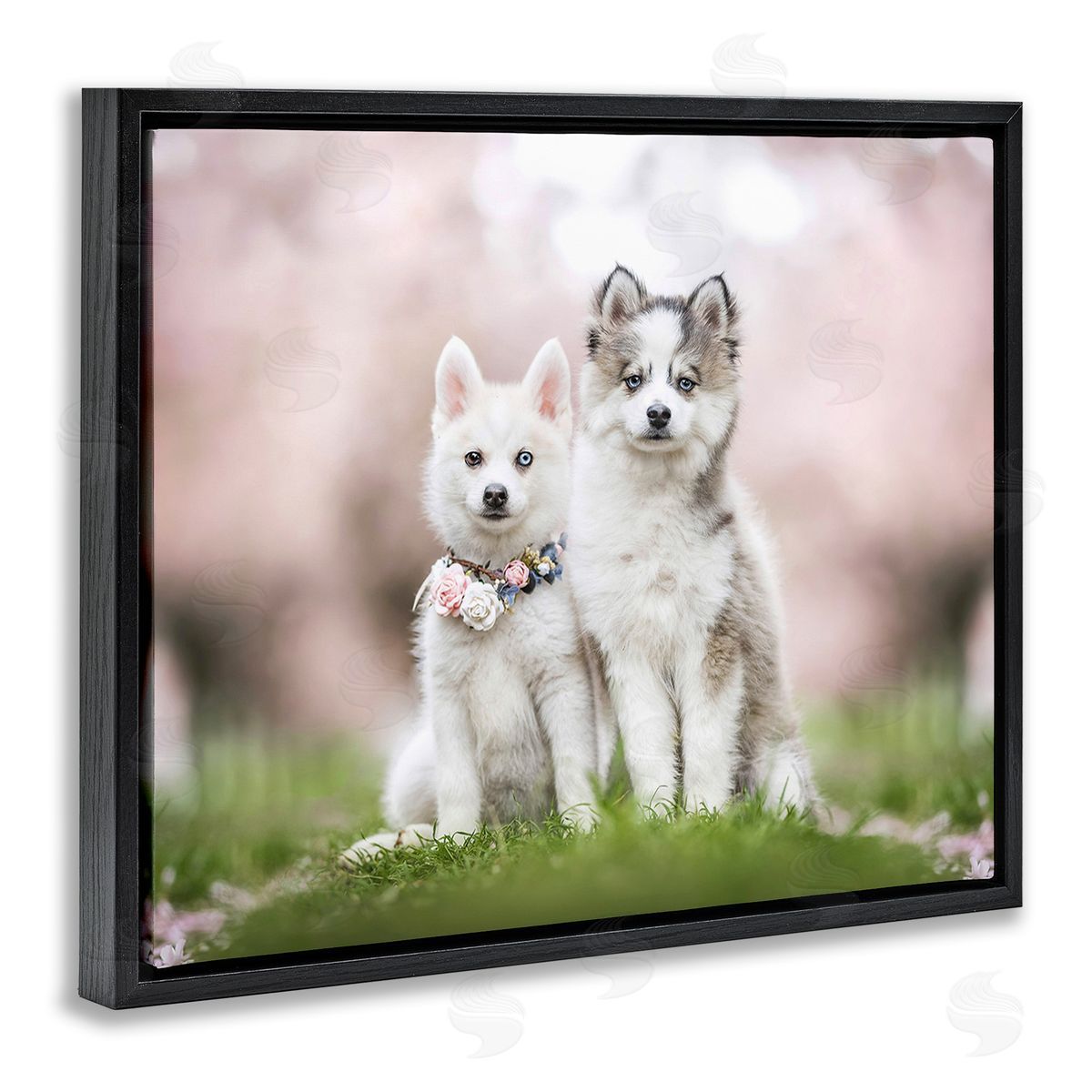 Natalie Grosse Husky Puppies in Meadow
