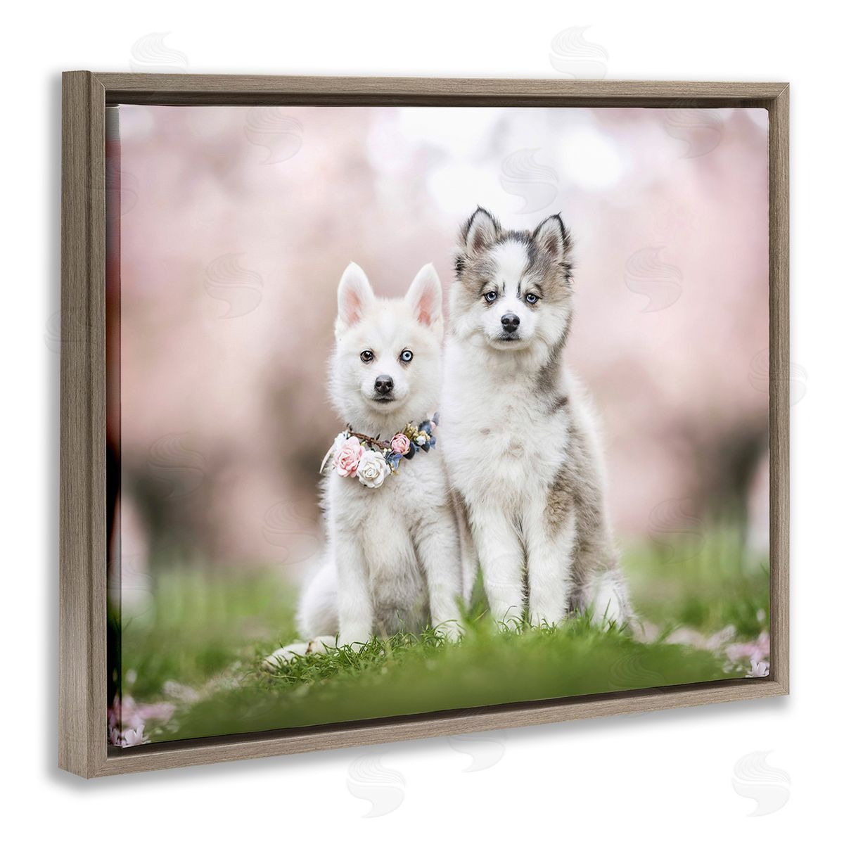 Natalie Grosse Husky Puppies in Meadow