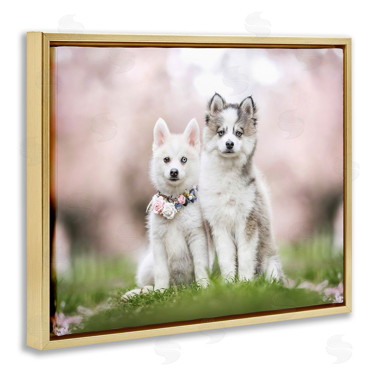 Natalie Grosse Husky Puppies in Meadow