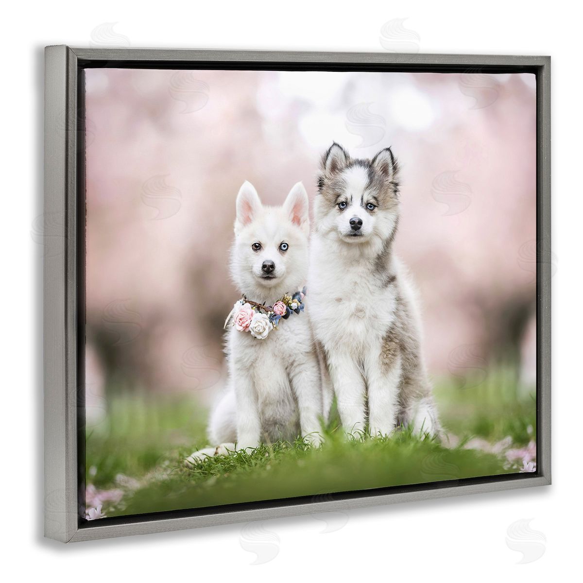 Natalie Grosse Husky Puppies in Meadow