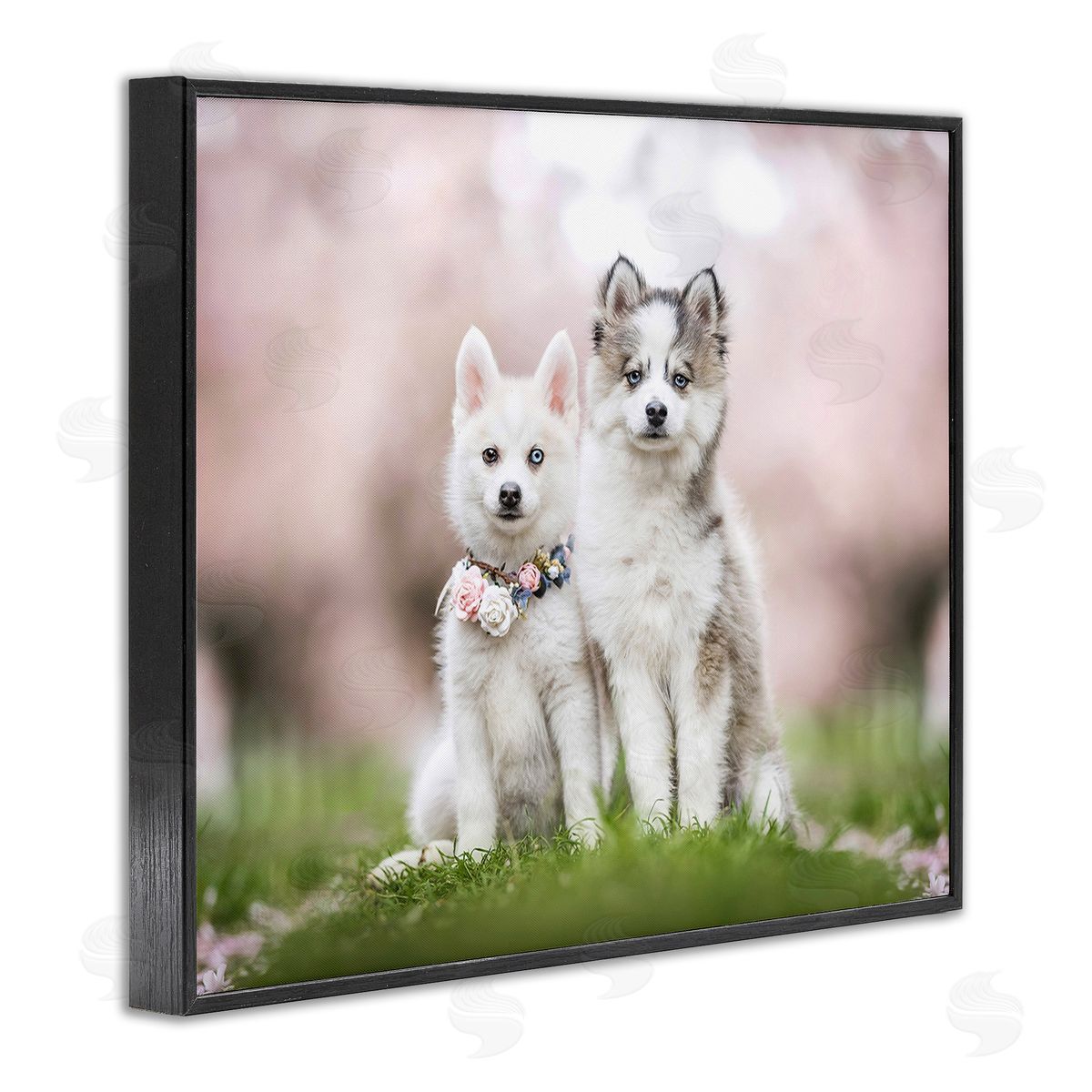 Natalie Grosse Husky Puppies in Meadow
